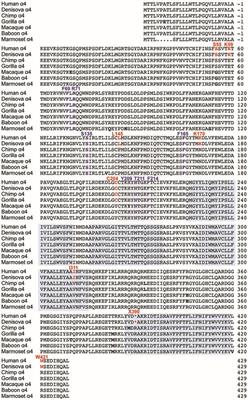 Structure/Function Studies of the α4 Subunit Reveal Evolutionary Loss of a GlyR Subtype Involved in Startle and Escape Responses